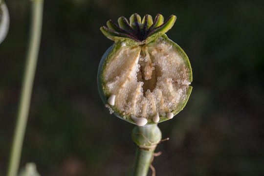 buy dry poppy pods online