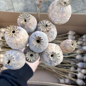 Dried poppy heads