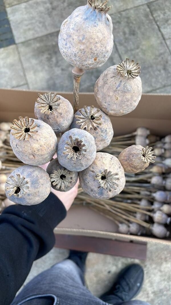 Dried poppy heads