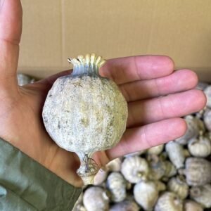 Dried poppy pods