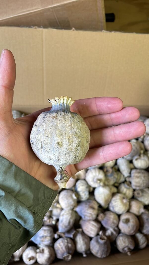 Dried poppy pods