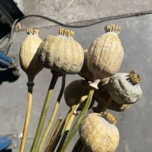 Dried decorative bulbs