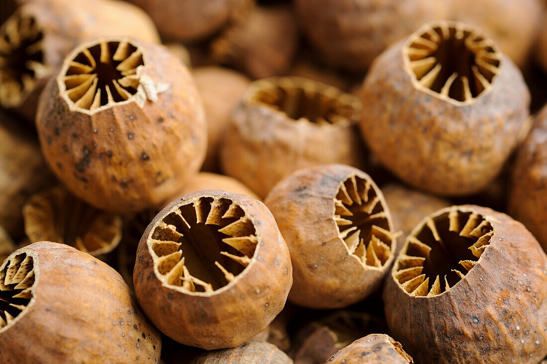 Dried poppy pods