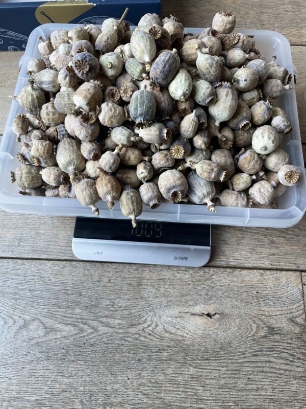  Papaver Somniferum Pods