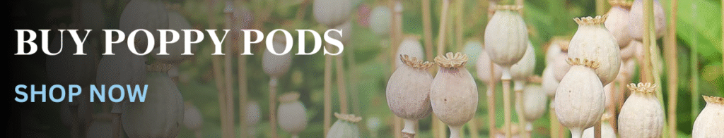 poppy pods dried