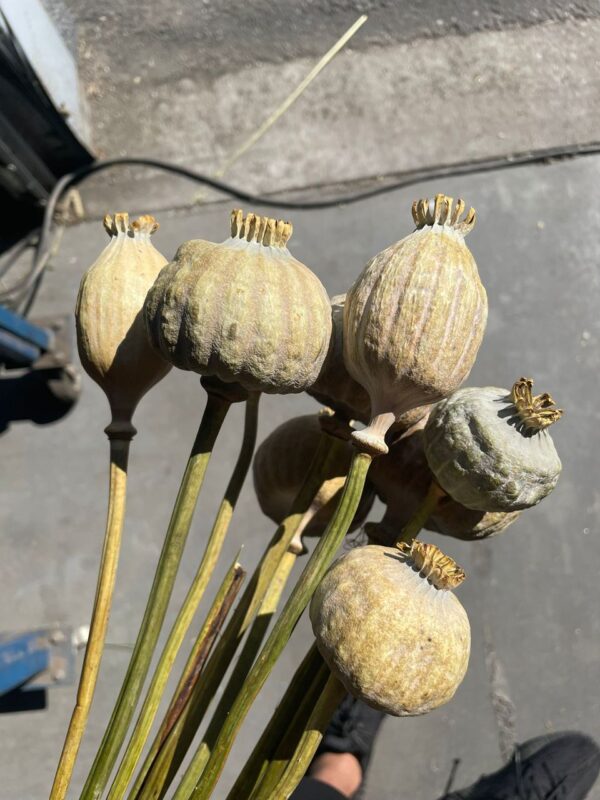dried poppy heads