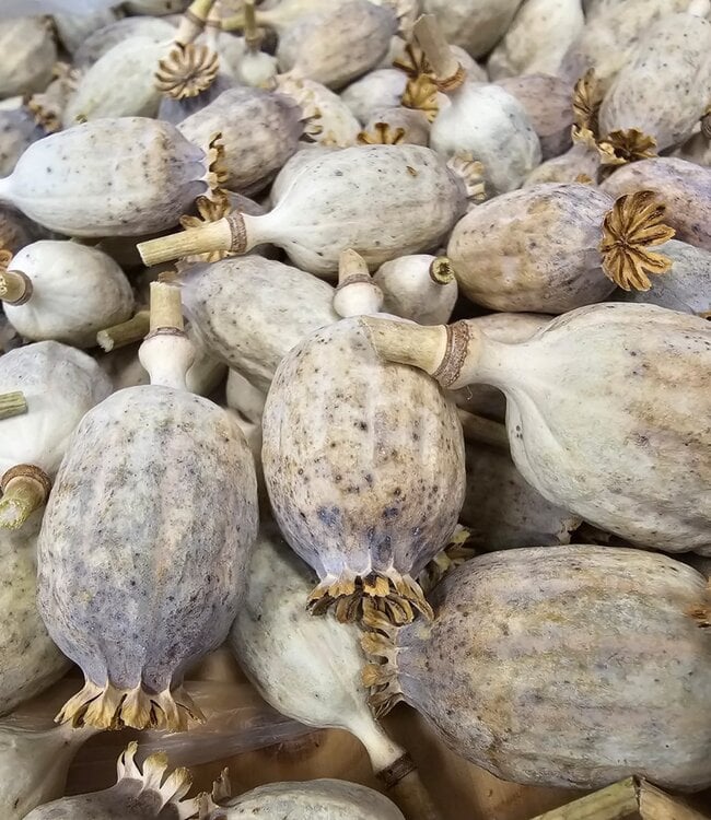 poppy pods online