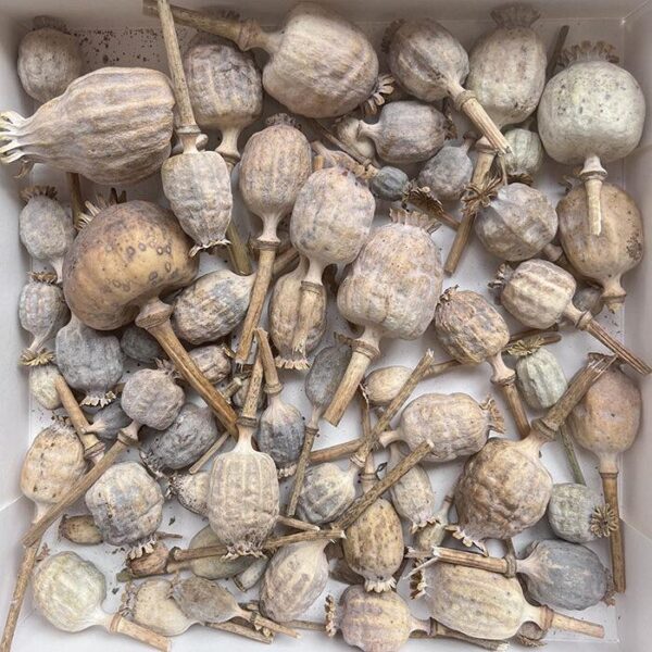 dry poppy pods for sale
