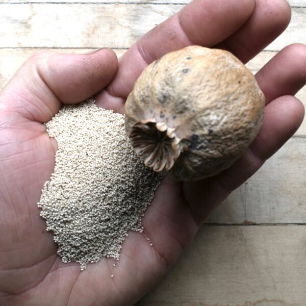 poppy pods