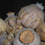 dried poppy heads