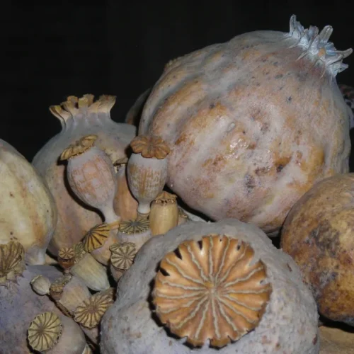 dried poppy heads