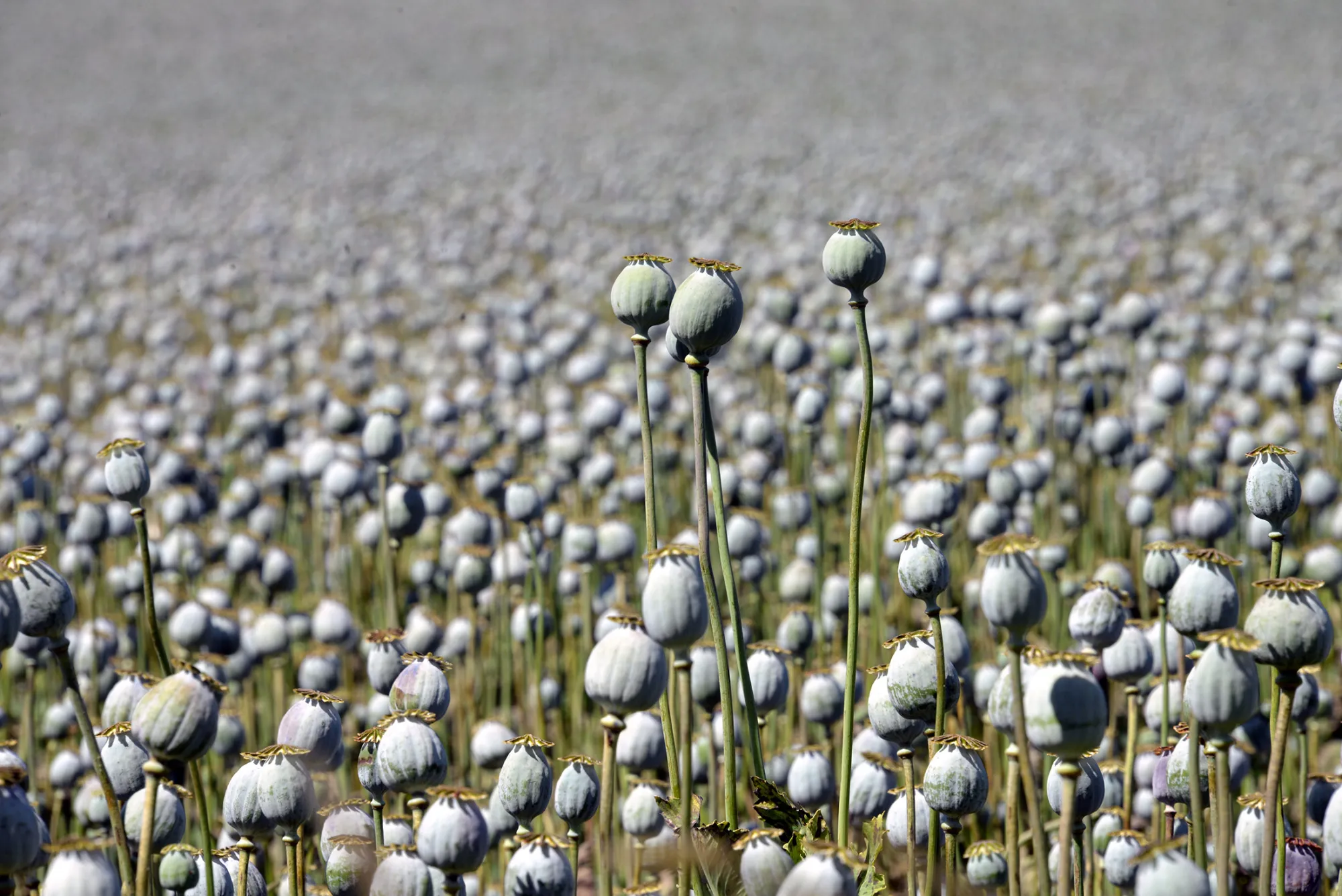 unwashed poppy seeds for sale