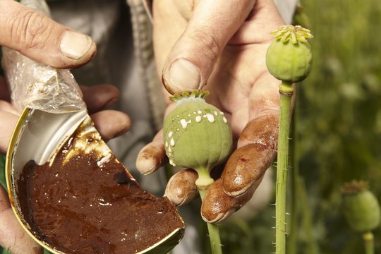 Buy Opium Pods
