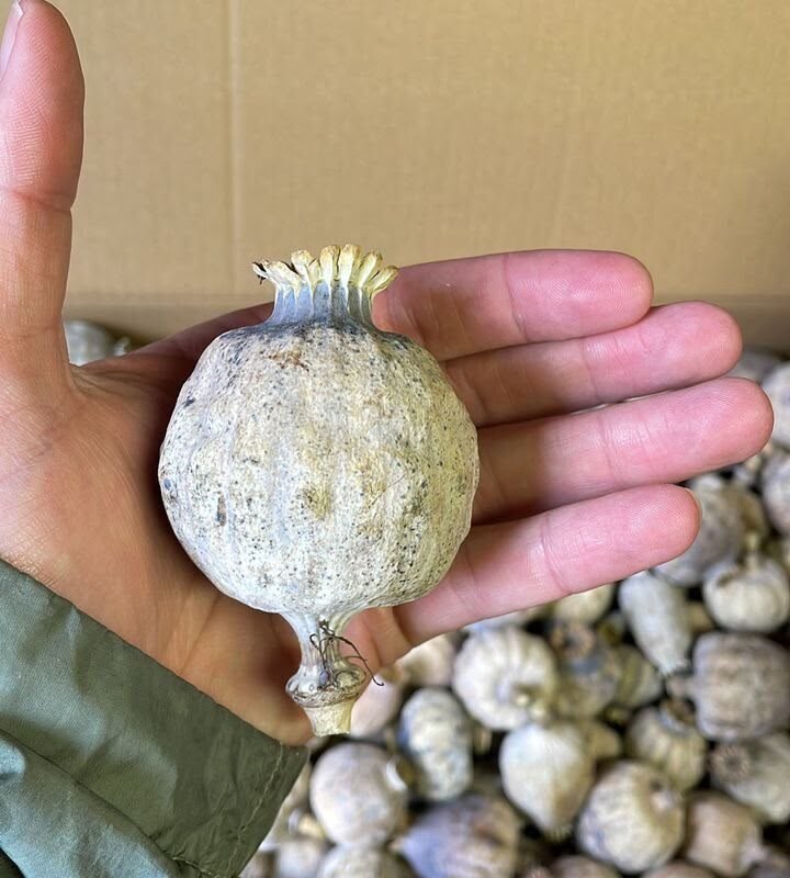 Papaver Somniferum Seeds For Sale