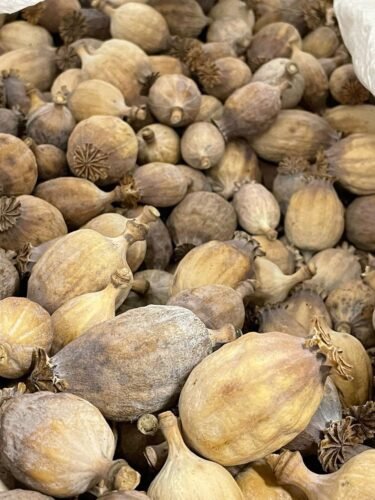Dried Poppy Pods