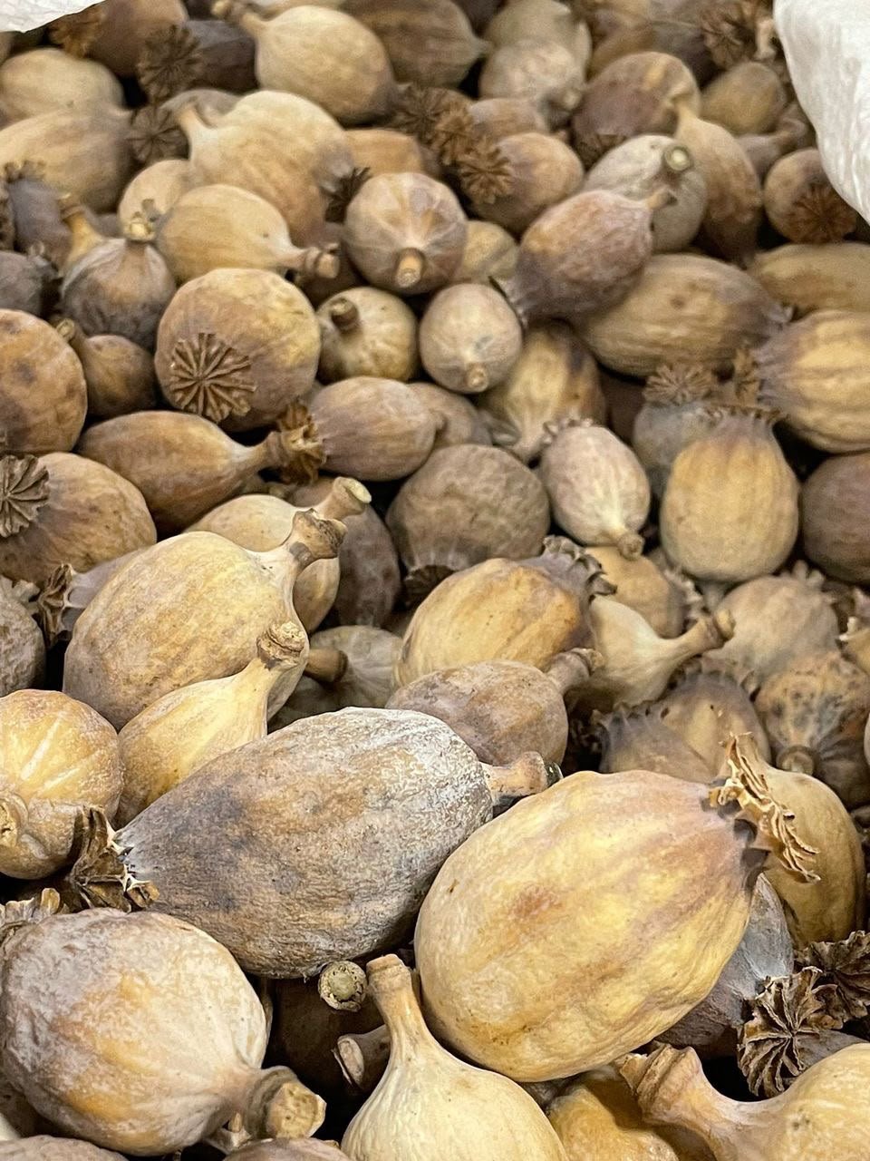 Dried Poppy Pods