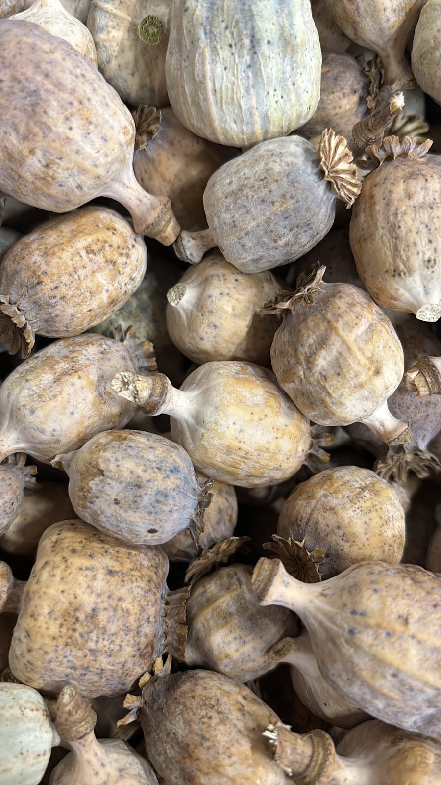 Papaver Somniferum Seeds For Sale