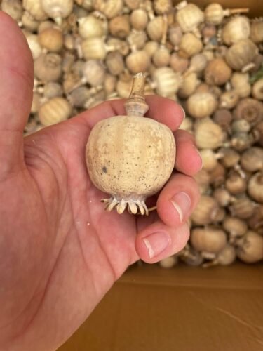 Poppy Pods Dried