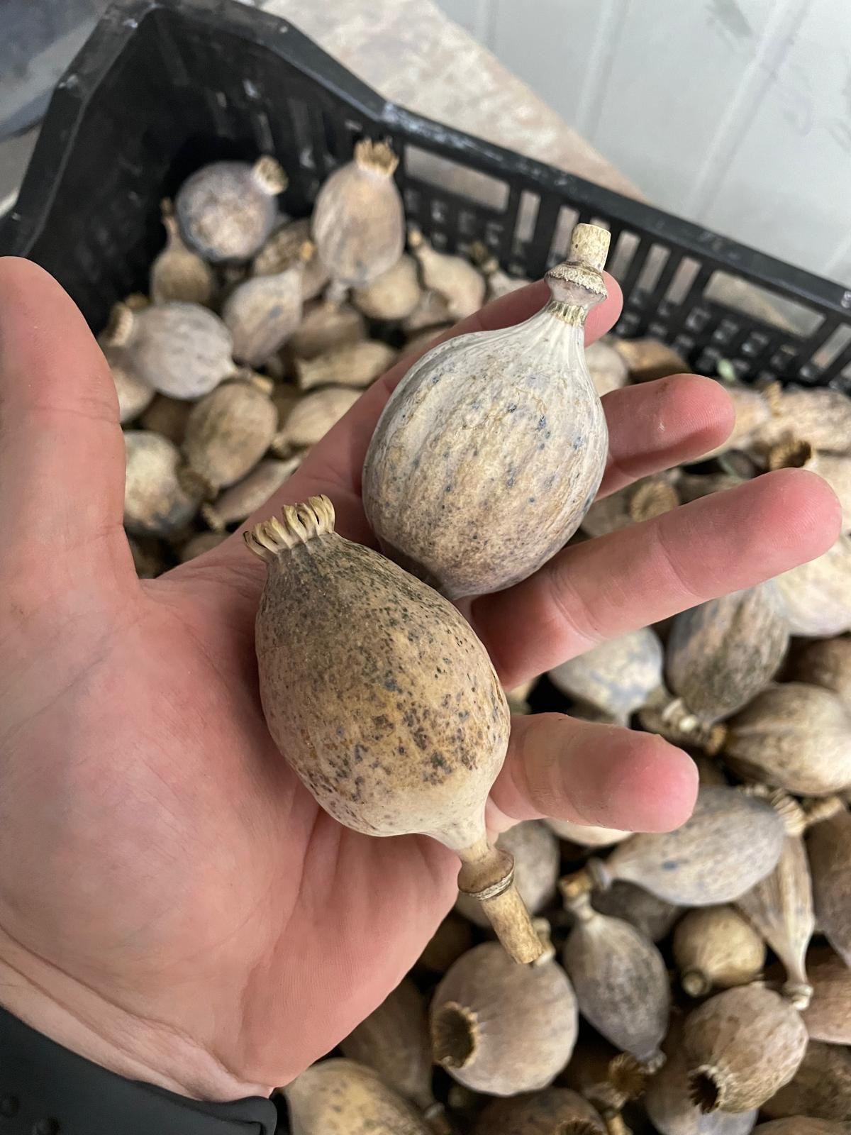 Dried Poppy Pods