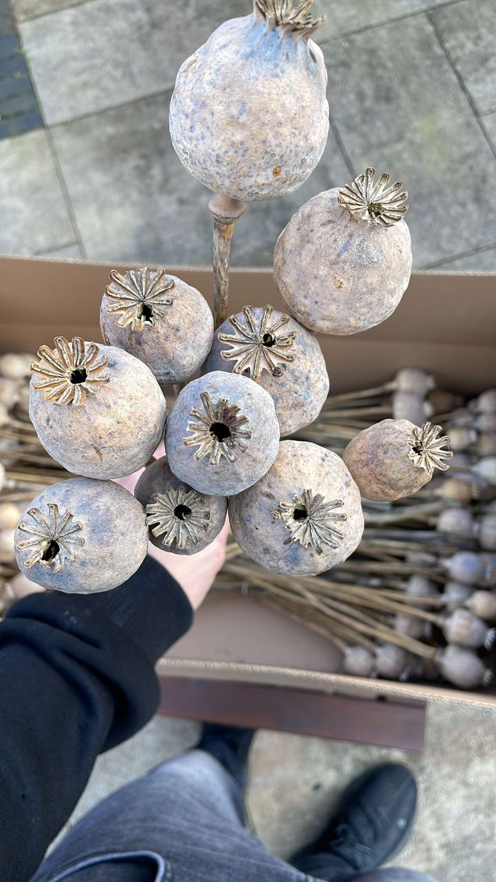 Poppy Flower Pods