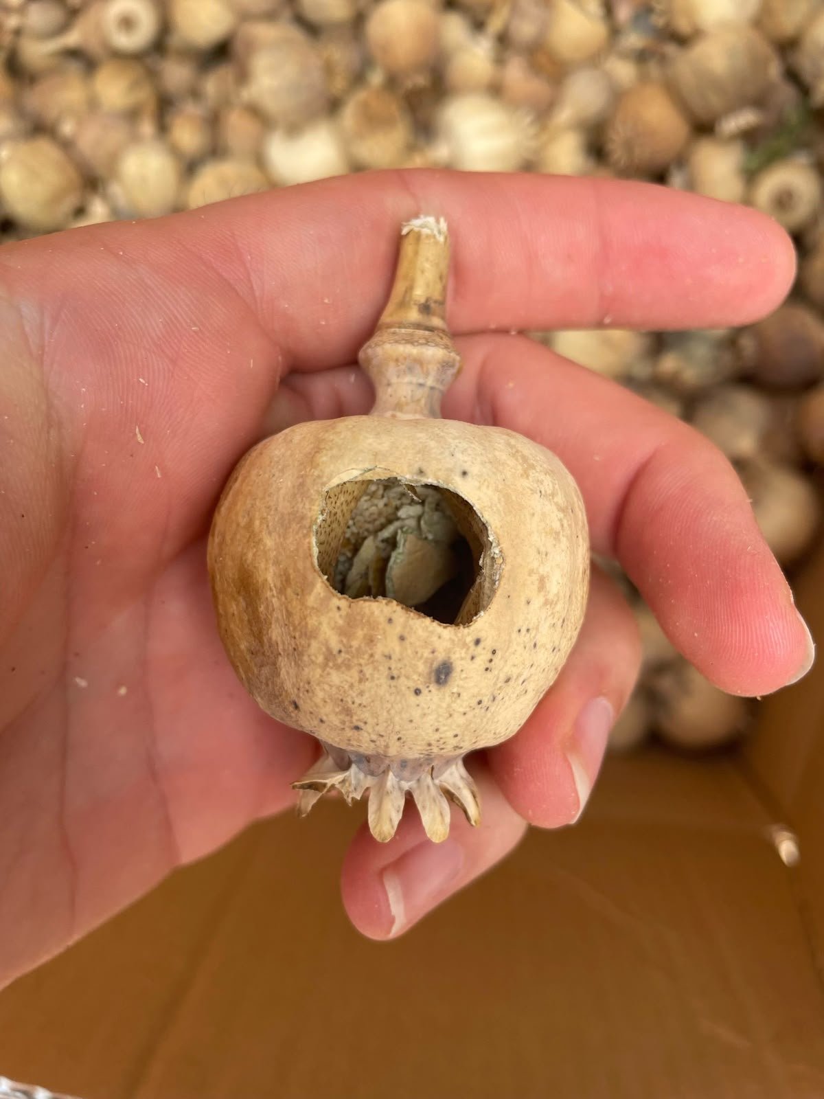 dried poppy pods