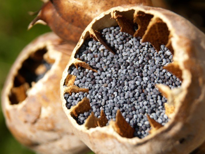 Unwashed Poppy Seeds For Sale