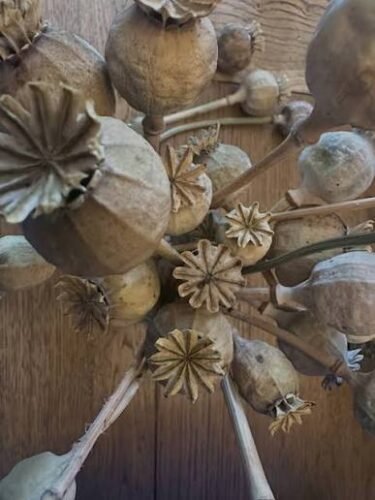 Dried poppy seeds