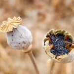 dried poppy pods