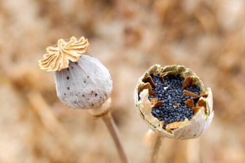 unwashed poppy seeds for sale