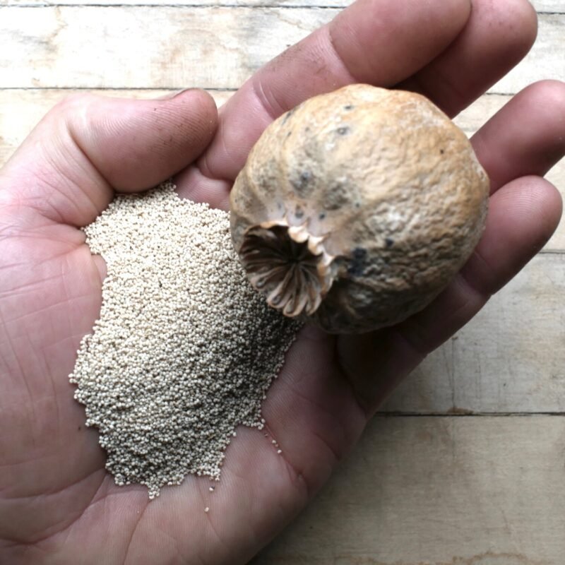  Poppy Powder