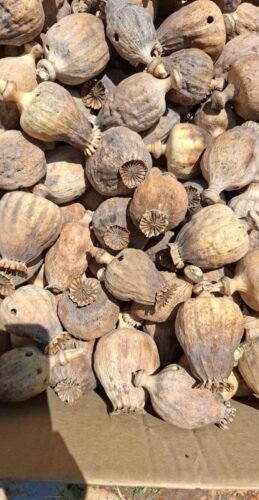 Poppy Pods Online