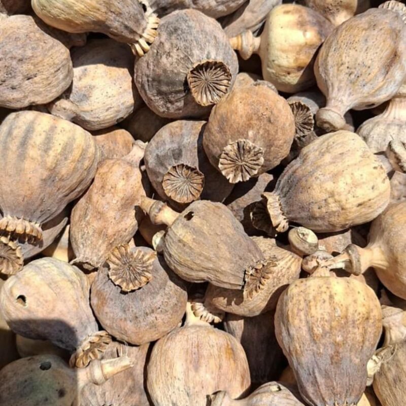 Poppy Pods Online