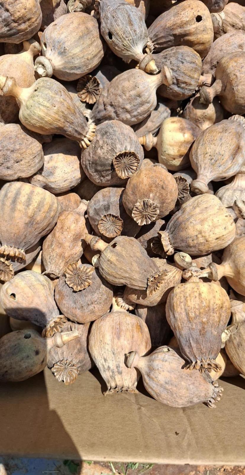 Poppy Pods Online